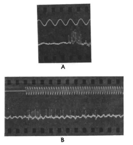 Fig. 3. Responses of hair sensillae of Omocestus vhidulw. (A) Response to air puff; timing wave50 c./s