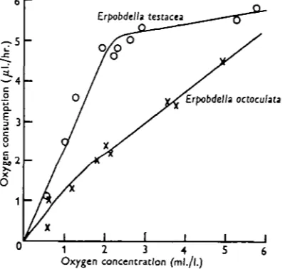 Fig. 5. The relation between oxygen consumption and oxygen concentration in the two species ofErpobdclla, after acclimatization overnight to the concentration of oxygen at which the readingswere taken.