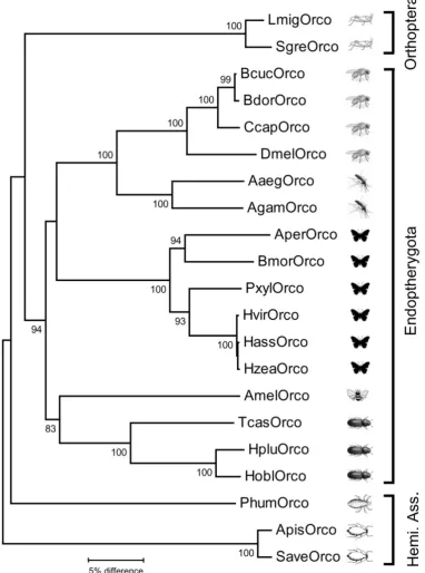 Figure 2. Neighbor joining tree of Orco sequences from insects belonging to different insect orders