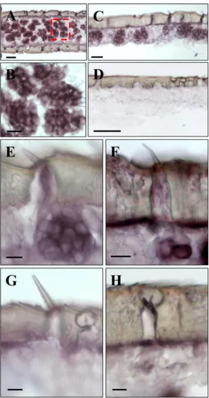 Figure 5. SgreOrco gene expression in the antenna of the desert locust S. gregaria. In situ hybridization on sections of the antennae with DIG-labeled antisense (A – C and E - H) or sense (D) RNA probes for SgreOrco