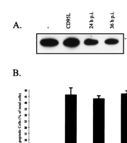 FIG. 5. FLICE/caspase-8 cleavage in SV-infected host cells. (A) FLICE/caspase-8 cleavage products according to Medema et al