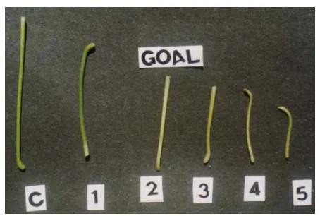 Fig. 1: C- Control field photograph