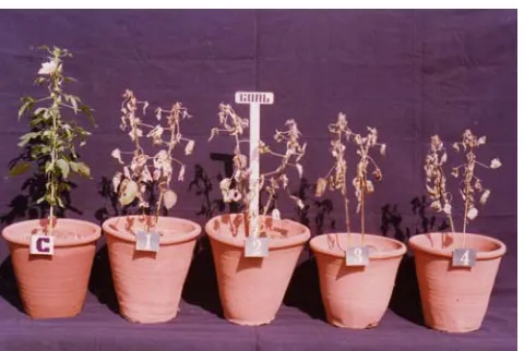 Fig. 4: C- Control, 1 to 5 – Showing progressive decrease in length of rootat  100, 200, 300, 400