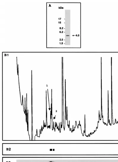FIG. 1. Tryptic peptide analysis of in vivo-phosphorylated Tax. The tryptic digest of autoradiography (A) and by reverse-phase HPLC (B1 to B3)