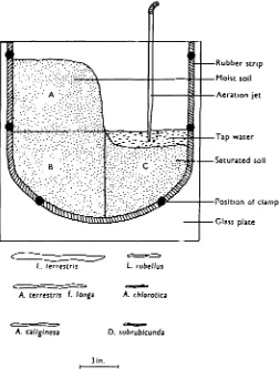 Fig. 2. Diagram of glass-sided vivarium showing the size of the worms relative to the apparatus.