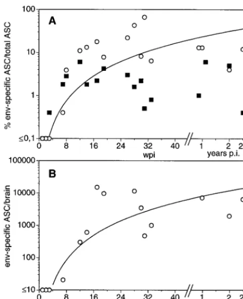 FIG. 4. Kinetics of Env-speciﬁc ASC in blood and brain samples of SIV-infected animals