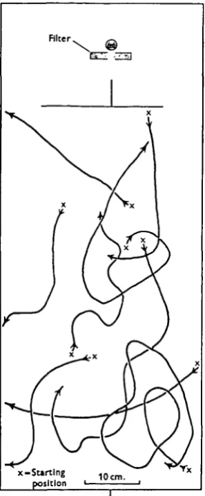 Fig. 7. Paths made by walking Calliphora with the compound eyes occludedand the ocelli functional.