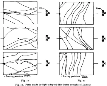 Fig. 10. Paths made by light-adapted fifth-instar nymphs of Locusta.Fig. 11. Paths made by dark-adapted fifth-instar nymphs of Locusta.
