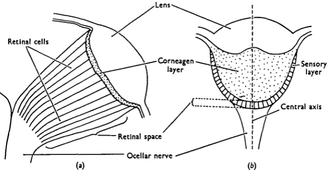 Fig. 1. Vertical section of the ocellus (diagrammatic), (a) Calliphora, (6) Locusta.