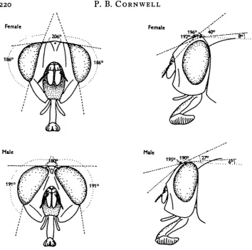 Fig. 3. Fields of view of the compound eyes and ocelli of an adult Locusta.