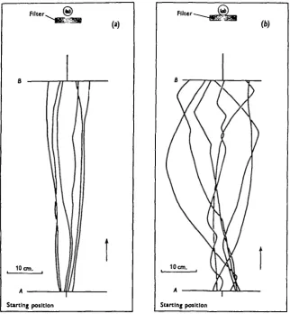 Fig. 4. (a) Paths made by walking Calliphora with the compound eyes and ocelli functional