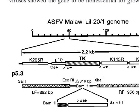 FIG. 1. Diagram of the TK region of the Malawi LiL-20/1 genome, showingthe placement and orientation of the TK gene and adjacent genes p10 (DNA