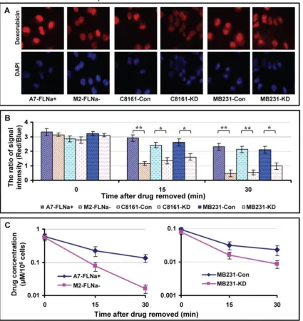 Fig. 4. Drug efflux in filamin-A proficient and deficient cells. The cells were treated with 1.0 μg/ml of doxorubicin for 10 min, then were fixed with cold 4% paraformaldehyde immediately or after 15 or 30 min incubation in drug-free medium