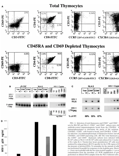 FIG. 6. Infection of total thymocytes and CD69�parallel with the partially reverse transcribed (R/U5) proviral DNA
