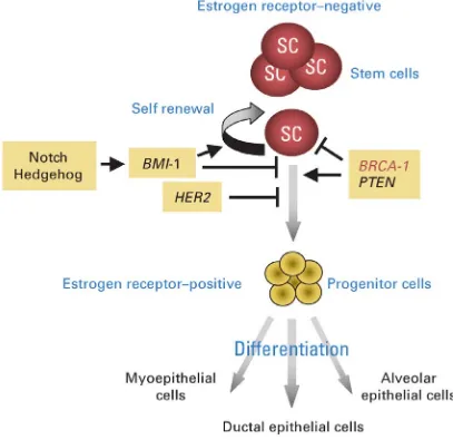 Figure 2: Self‐renewal and differentiation pathways in breast stem cells.  