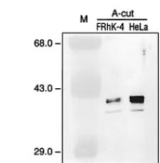 FIG. 2. Mobility and competition assay of RNAs from PV and HAV 5�1) and with rPCBP2 (lane 2) and separated on a 4% native polyacrylamide gel.Competition for complex formation between32and rPCBP2 was tested in the presence of 1- to 40-fold molar excesses of