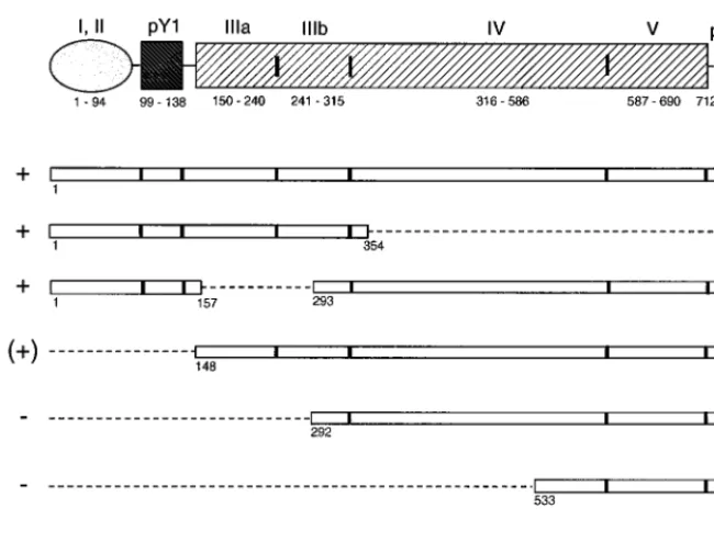 FIG. 3. Schematic representation of RNA fragments of the HAV 5�the 5and rPCBP2. Open bars represent sequences of the 5in the 5NCR used as competitor RNAs in mobility shift assays with 32P-labeled PV stem-loop IV RNA�NCR comprising nucleotides indicated bel