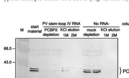 FIG. 4. RNA mobility shift and competition assay with loop IV RNA (nt 220 to 460), rPCBP2, and various HAV 532P-labeled PV stem-NCR fragments as