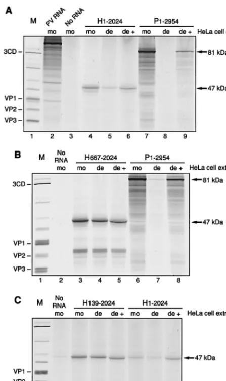 FIG. 6. Translation of truncated HAV and PV RNAs driven by differentNCR regions in HeLa S10-RSW extracts