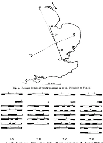 Fig. 5. Light/dark sequences (midnight to midnight) imposed in T.43-46. Upper block showsnormal sequence experienced by control birds, short vertical lines indicate feeding times.Subsequent blocks show the irregular sequences and feeding times used with ex