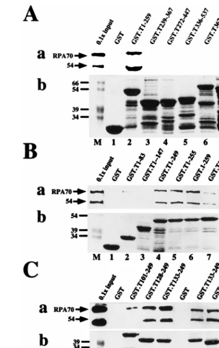 FIG. 1. Mapping the RPA binding sequences of SV40 T antigen. The indi-cated residues of T antigen were expressed as GST fusion proteins and adsorbed