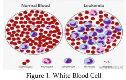Figure 1: White Blood Cell 