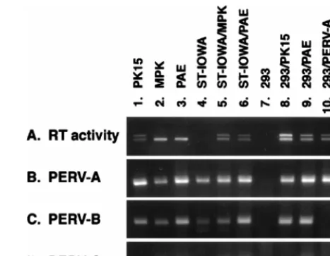 FIG. 1. Transmission of RT activity and PERV RNA expression. Cell super-natant was assayed for RT activity by a PCR-based method (gel A)