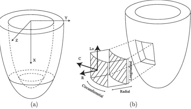 Figure 8: Either a global Cartesian coordinate system (a) or a local heart coordinate system (b) can be defined