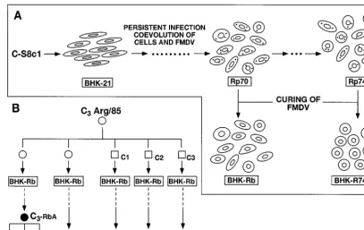 FIG. 1. Diagram of the origin of the cells and viruses used in the present study. (A) Persistent infection of BHK-21 cells with FMDV C-S8c1 (9)