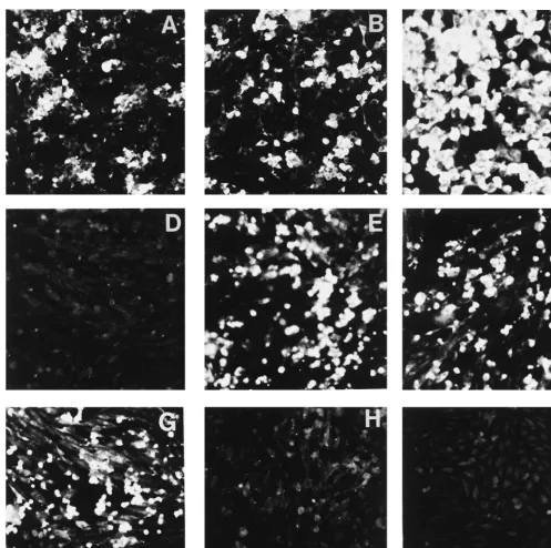 FIG. 2. Indirect immunoﬂuorescence analysis of BHK-Rb and CHO cells infected with different FMDVs