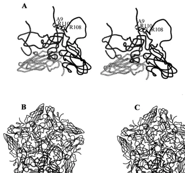FIG. 4. Location in the three-dimensional structure of FMDV of serotype C (34) of the amino acids replaced in the C3The cluster of positive charges around the ﬁvefold axis is apparent in both cases