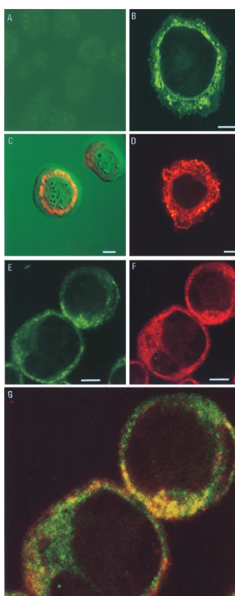 FIG. 1. Immunoﬂuorescent staining of S. frugiperdacells stained as described for panel A