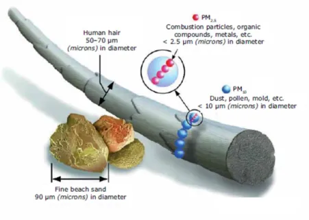 Figure 1.10: Illustration of the size of PM 10 and PM 2.5 particles in comparison to a human hair and a grain of sand