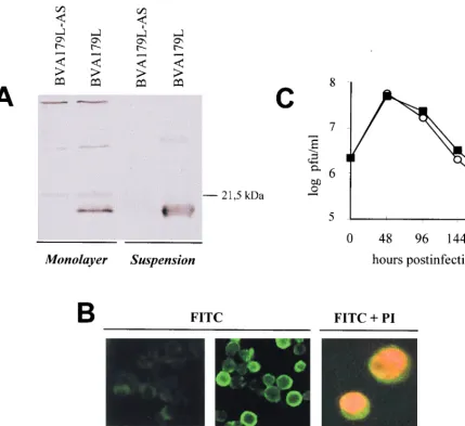 FIG. 1. Expression of the ASFV A179Lsynchronously infected either with the recombinant baculovirus BVA179L or with BVA179L-AS reacted at 72 h p.i