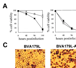 FIG. 2. Effect of A179Linfected with BVA179L-AS (squares) or BVA179L (circles) at a MOI of 100 was determined by trypan blue exclusion at different times postinfection