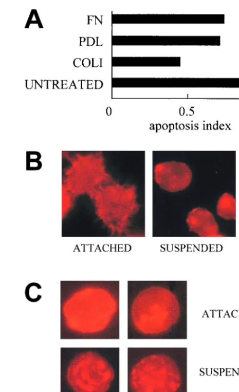 FIG. 4. (A) Apoptosis induction of Sf9 cells (expressing p21) expressed asthe ratio to that in BVA179L-AS-infected cells grown on different substrates to