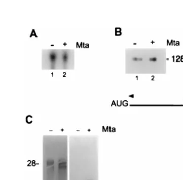 FIG. 2. Mta increases BMRF1 protein expression. Western analysis was usedto determine BMRF1 protein levels in Vero cells transfected with BMRF1