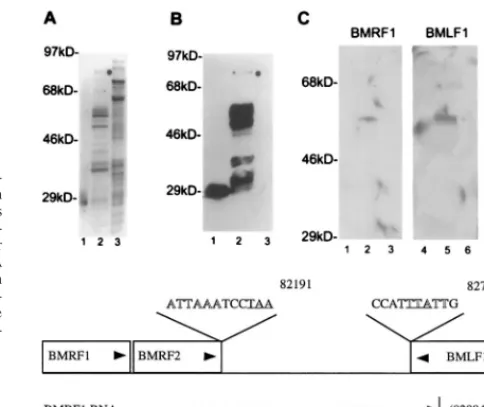 FIG. 4. Mta expression increased cytoplasmic accumulation of ﬁve EBV rep-lication gene mRNAs