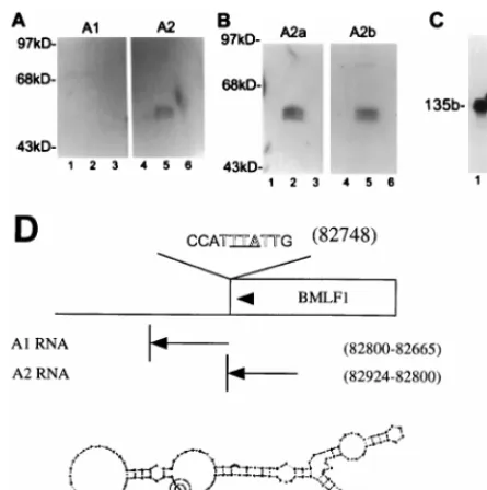 FIG. 6. Mta binds a 135-base sequence within BMLF1, as determined byNorthwestern analysis of the binding of nonoverlapping BMLF1-speciﬁc RNA