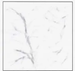 Figure 38: The forest shadow map