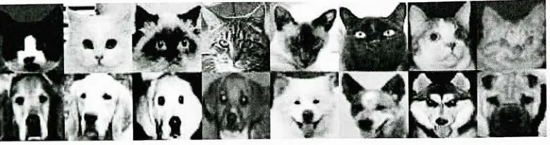 Figure 5.1: Some examples from the cat and dog database, courtesy of [3].