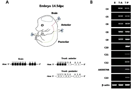 Figure 1. Expression analysis of Hoxc cluster genes in E14.5 mouse embryo along the anteroposterior axis