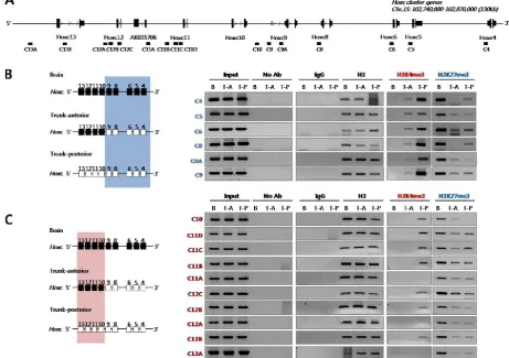 Figure 2. Histone 3 (H3) modifications at Hoxc genomic loci in E14.5 embryos. (A) A schematic representation of the Hoxc cluster shows the genomic position of each gene and the primers used for ChIP analysis