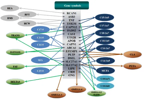 Figure 6. Phenotypic classifications and their associated gene networks. A total of 52 associations were orchestrated for gene networks with 19 genes
