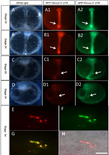 Fig. 2 Transient PGCs labeling by co-injection of RFP-Olnos3 3’UTR (Red) and GFP-Pmvas 3’UTR (Green) mRNA