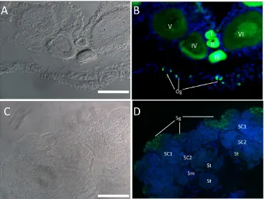 Fig. 7 GFP expression pattern in germ cells of gonads. Cryosections of ovary (A-B) and testis (C-D) were used to detect endogenous GFP