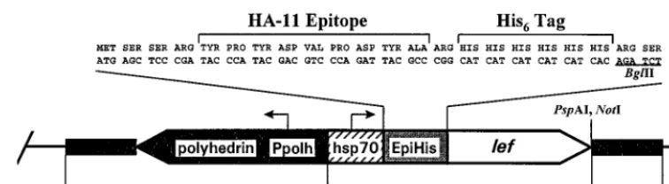 FIG. 1. Schematic diagram of pHSEpiHisVI�the polyhedrin gene and ﬂanking viral sequences