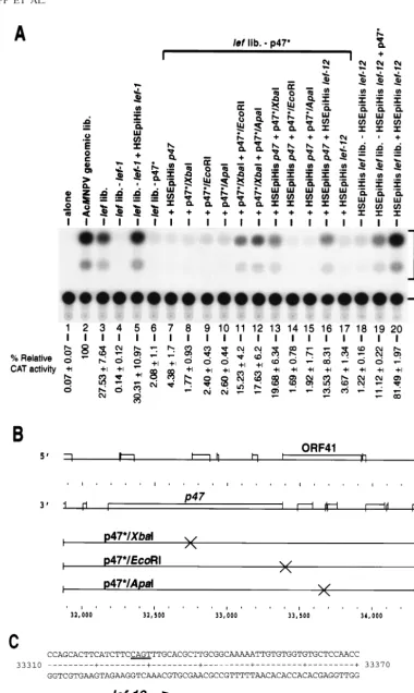 FIG. 2. Involvement of ORF 41 (lef-12the late reporter plasmid pCAPCAT alone (lane 1) or cotransfected with pCAPCAT and the complete Ac) in late gene expression