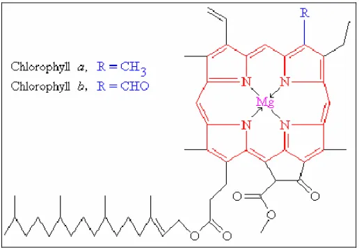 Figure 1: Structure of Chlorophyll a and b (May, 2005) 