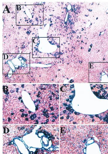 FIG. 3. Localization of �and was analyzed by histochemical staining forimmunoglobulin (Sigma) and the Vector Labs alkaline phosphatase kit (Vector Laboratories, Burlingame, Calif.)